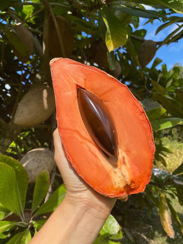 Un fruto que ha deleitado paladares prehispánicos y contemporáneos. Conoce la verdadera historia del fruto del mamey.