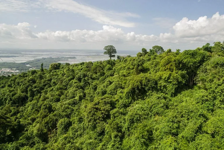 El bosque Cerro Blanco: un tesoro de la biodiversidad que debemos proteger