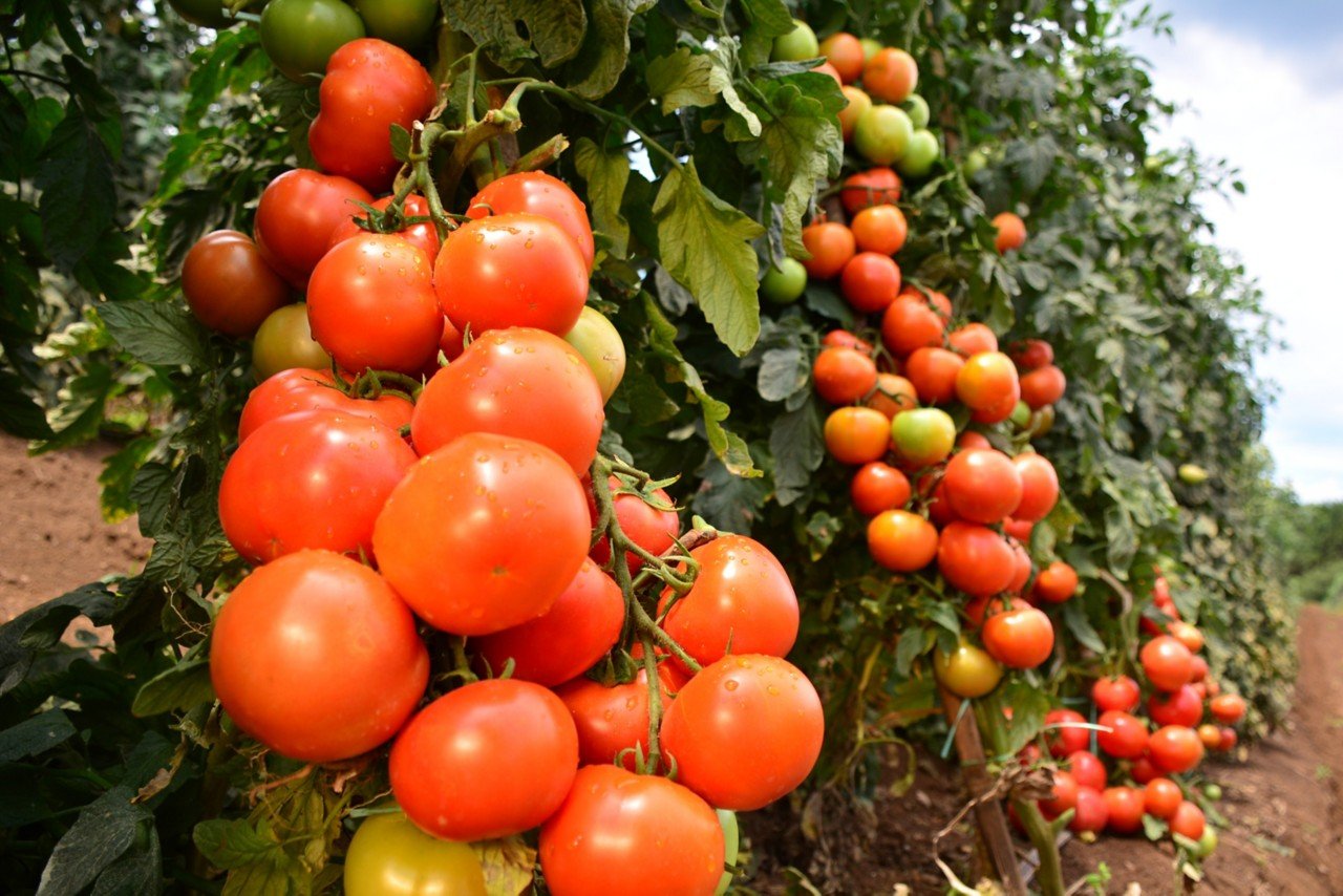 Tomate Coronel, variedad que incursionó en el mercado ecuatoriano en 2021, destacada por su color rojo intenso, tamaño y adaptabilidad al cultivo. Foto: Bayer | Vegetables Sudamérica.