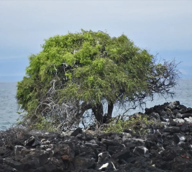 El muyuyo: árbol ancestral y eje de la artesanía costera