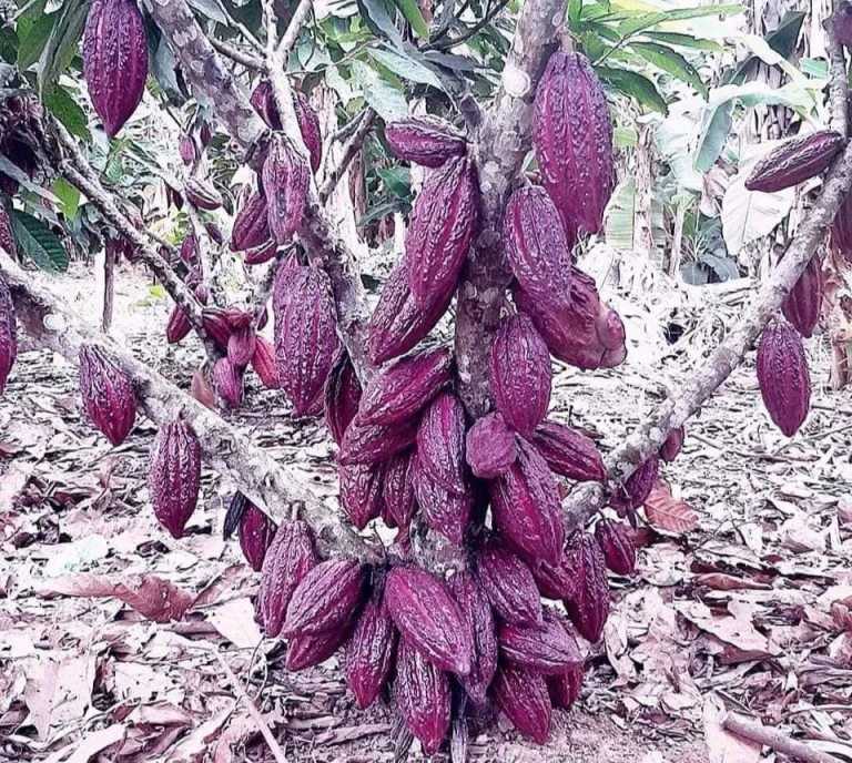 Día Mundial del Cacao: conociendo el cacao CCN-51, la variedad que llevó a Ecuador al podio global