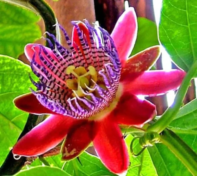 Passiflora: naturaleza, belleza y medicina en una planta