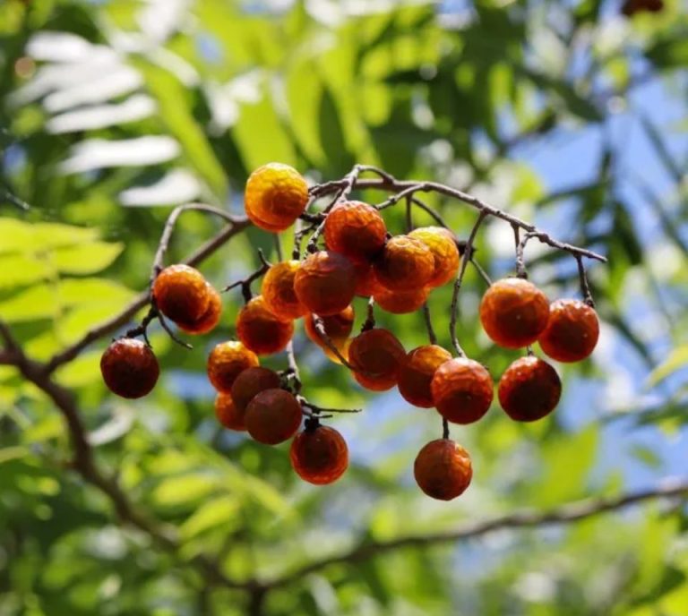 El detergente verde regalado por la naturaleza