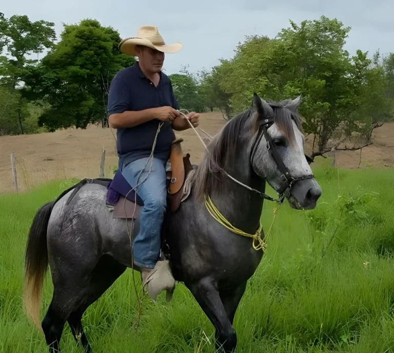 Conexión emocional y tradición: el arte del adiestramiento montuvio de caballos