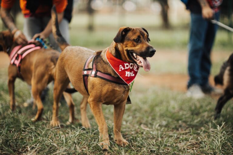 Los perros de trabajo dedican su vida al servicio y protección de los humanos. Al finalizar su labor, merecen una jubilación digna, con cuidados, amor y reconocimiento por su entrega. Foto: de George Chambers