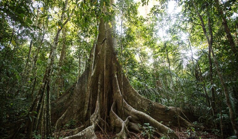 Los árboles no pueden defenderse solos. La Amazonía ecuatoriana está en riesgo. El 41 % de sus especies endémicas puede desaparecer. ¿Qué estamos haciendo para evitarlo? Foto de ambienta.uy