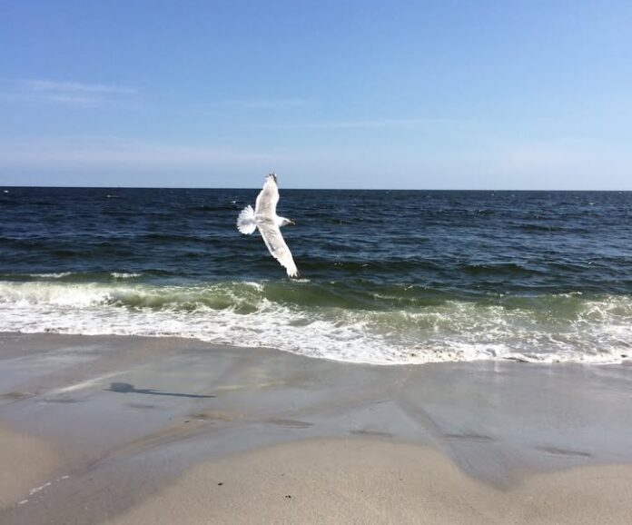 Rockaway Beach, con sus aguas frescas y ambiente relajado, da la bienvenida a una nueva temporada de sol en la ciudad. Foto de El Costanero