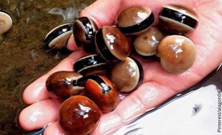 Brillantes y recién lavados, los ojos de buey revelan su singular belleza natural. Estas semillas, cargadas de simbolismo ancestral, siguen siendo parte viva de la cultura popular en muchas regiones del trópico. Foto cortesía
