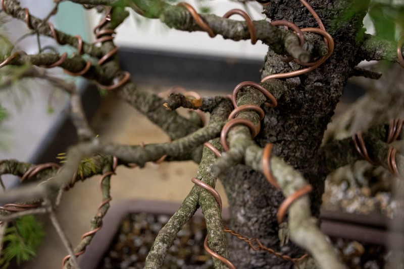 El alambrado es una técnica fundamental que permite moldear la forma del bonsái y guiar su crecimiento hacia la estructura deseada. Foto: Michael Stewart.