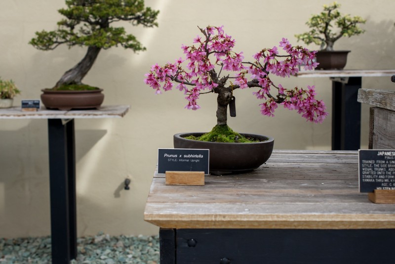 Prunus sp. (cerezo) en flor, una de las especies destacadas del Museo del Bonsái. Foto: Michael Stewart.