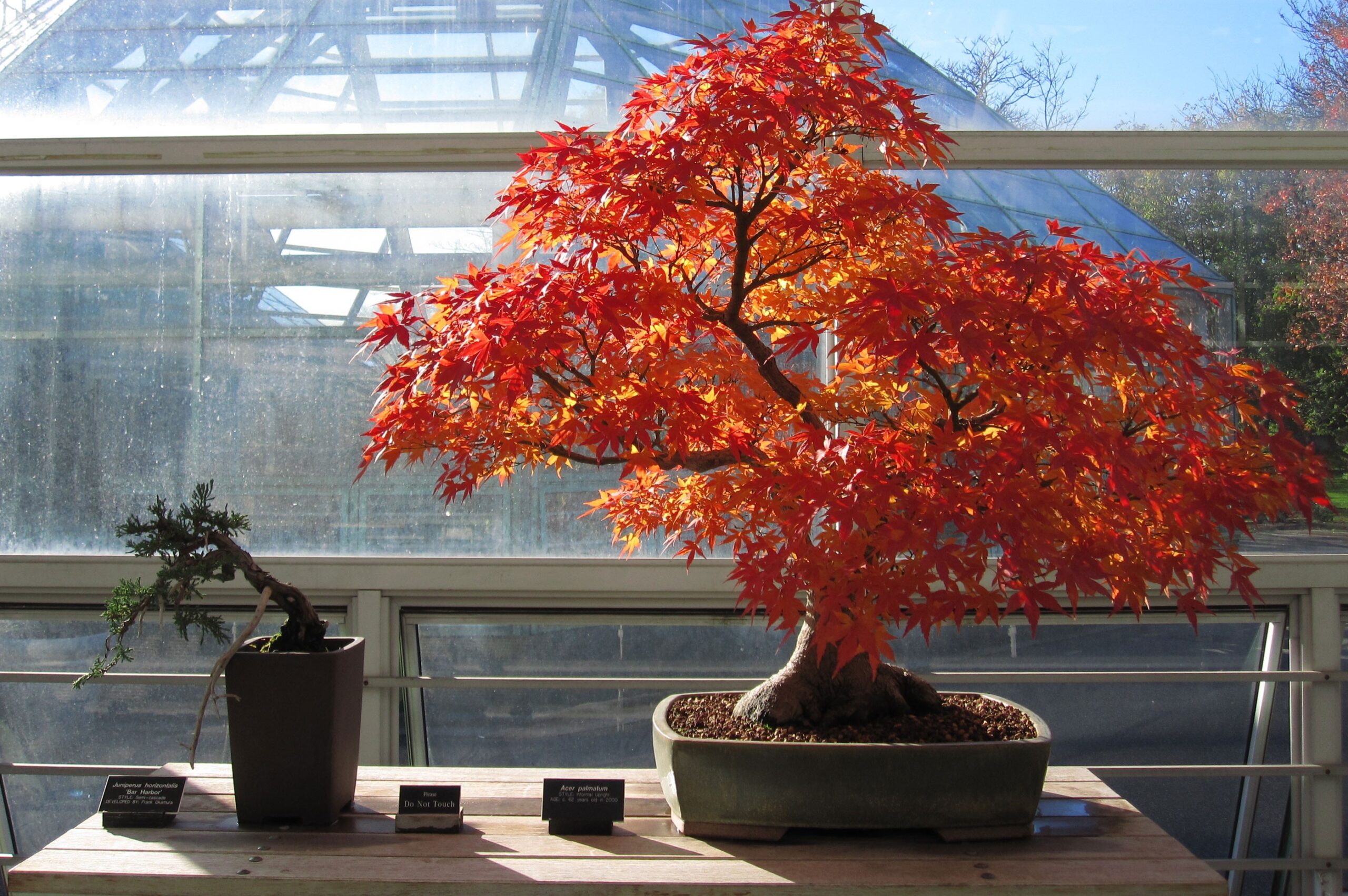 Follaje otoñal en el Jardín Botánico de Brooklyn, donde los bonsáis también celebran el paso del tiempo con cada hoja que cambia de color. Foto: Rebecca Bullene.