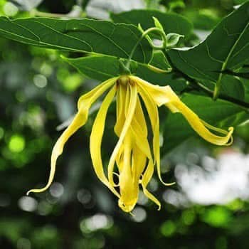 Flor de ylang-ylang, conocida como la 'flor de flores', apreciada por su aroma exótico y esencia utilizada en la alta perfumería. Foto cortesía