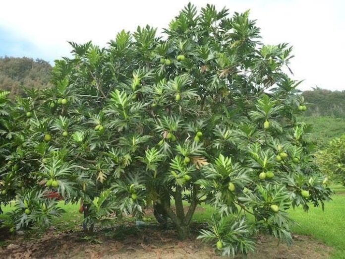 El majestuoso árbol de fruta de pan (breadfruit), símbolo de abundancia y resiliencia, puede producir más de 200 frutos al año y alimentar a una familia entera. Un verdadero “árbol del futuro”. Foto cortesía