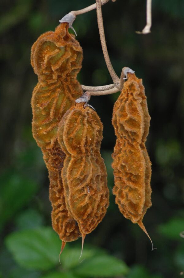 Vaina del ojo de venado: así luce el envoltorio natural que protege esta semilla ancestral. De aspecto rústico y alargado, guarda en su interior uno de los amuletos más populares de la tradición latinoamericana. Foto cortesía.