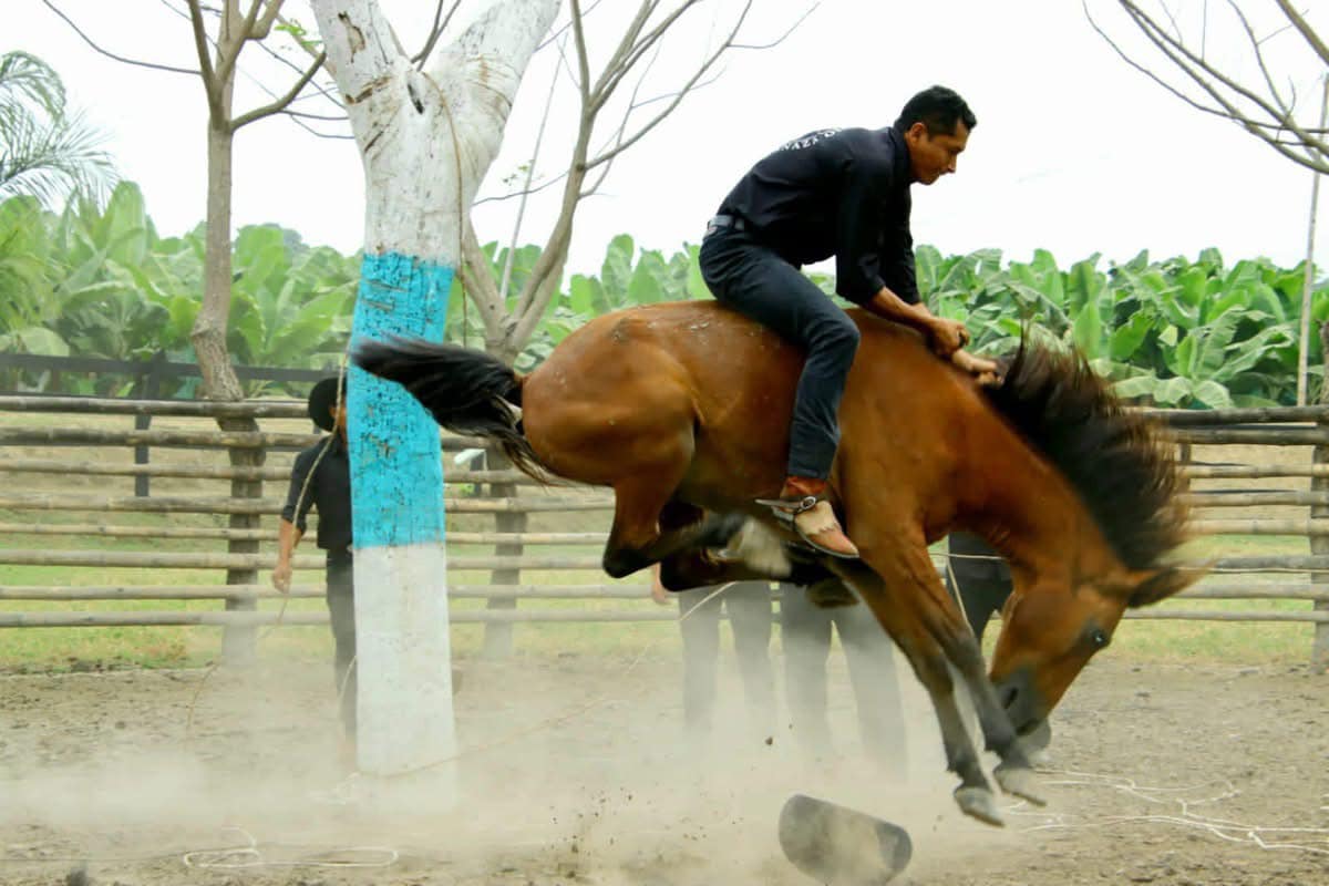 Valentía en la arena: un montuvio demuestra su destreza y coraje durante el rodeo en plena celebración de las tradiciones costeñas. Foto: cortesía de Manuel Avilés