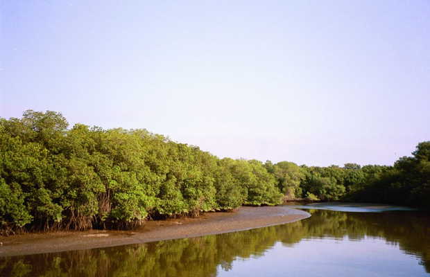 Manglares de Jambelí, El Oro.Ecosistema vital del litoral sur ecuatoriano, donde la naturaleza y las comunidades conviven en equilibrio, recordando que el turismo sostenible comienza con la conservación.