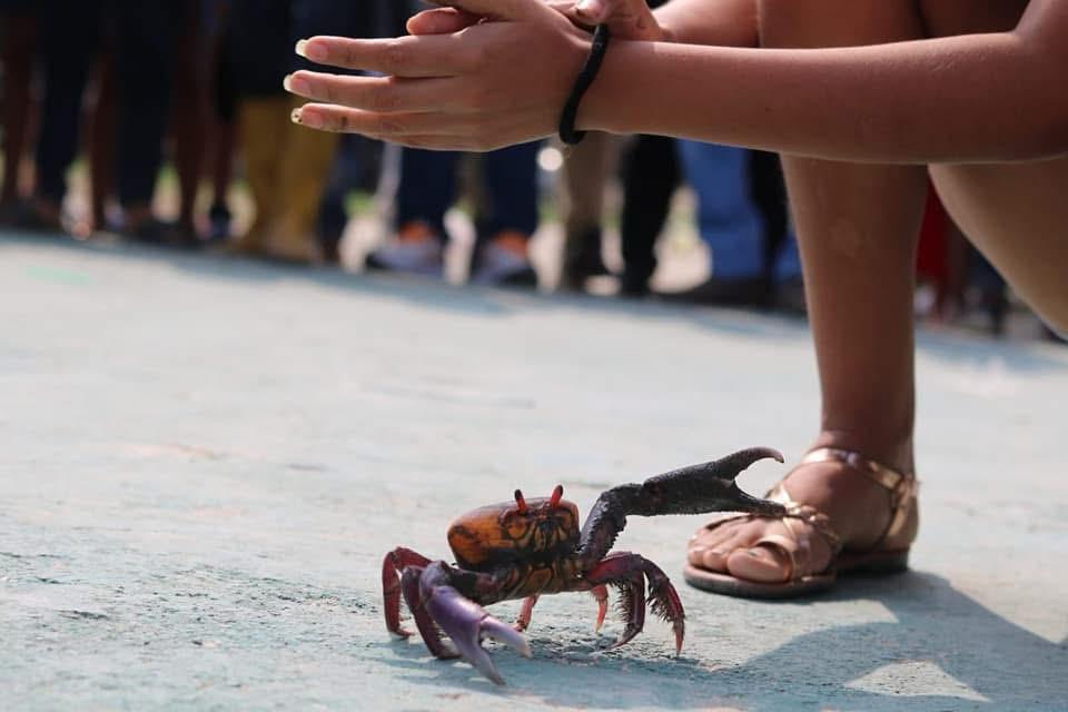 Una de las escenas más esperadas del Festival del Cangrejo Rojo: la tradicional carrera del cangrejo, símbolo de alegría y unión comunitaria en Naranjal. Foto cortesía