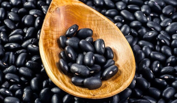 Diversidad dentro de una sola variedad. Los frijoles negros, parte del amplio universo del género Phaseolus, fueron objeto de las investigaciones del Dr. Freytag en su estudio sobre origen, distribución y evolución en Mesoamérica. Foto cortesía