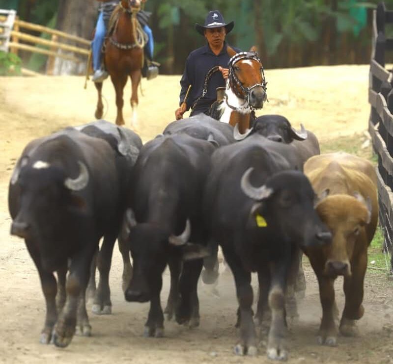 El montuvio en faena, guiando el ganado a caballo, en una escena que refleja la relación ancestral entre el hombre, el animal y la tierra. Foto Manuel Avilés