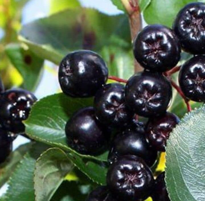 Fruto del pechiche (Vitex gigantea), oscuro y brillante, base del dulce más emblemático de la gastronomía montuvia.