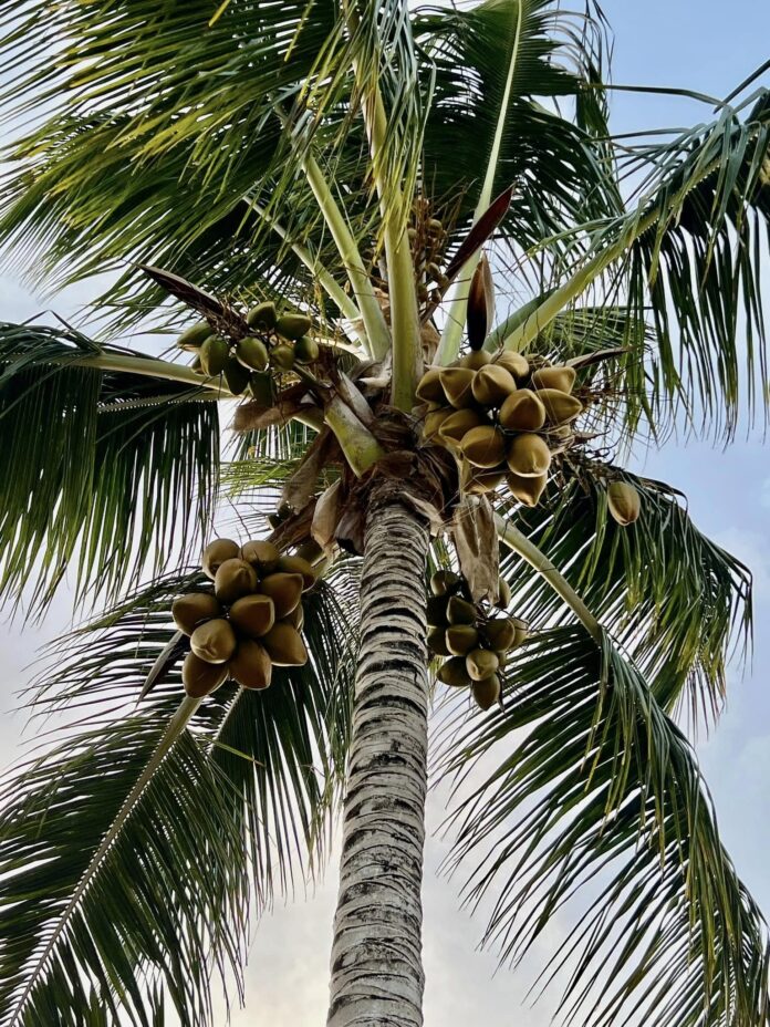 Los frutos del cocotero crecen en racimos y pueden proporcionar alimento, agua y materias primas para múltiples usos humanos. Foto Sergio Cedeño Amador