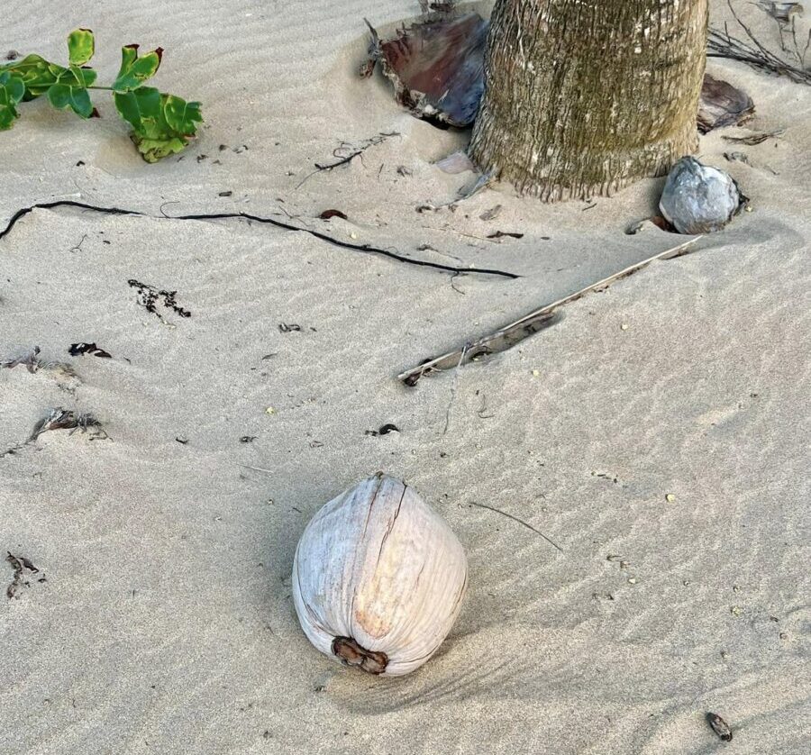 Un coco caído sobre la arena: así comienza muchas veces el viaje de una nueva palmera junto al mar. Foto: Sergio Cedeño Amador