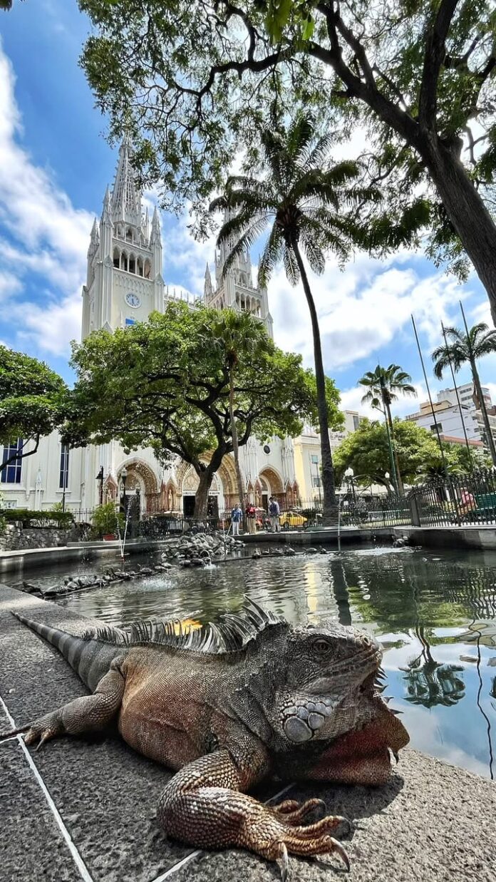 Entre la arquitectura neogótica de la Catedral Metropolitana y las iguanas que conviven libremente en el Parque Seminario, Guayaquil conserva uno de sus paisajes urbanos más emblemáticos. Fotografía: Daniela Marques Das Neves / Ecuador Por Mis Lentes.