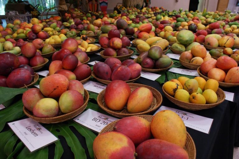 La exhibición reunió cerca de 400 variedades de mango provenientes del banco genético del Fairchild Tropical Botanic Garden, considerado uno de los más importantes del mundo para la conservación e investigación de esta fruta tropical. Fotografía: Cortesía de Sergio Cedeño.