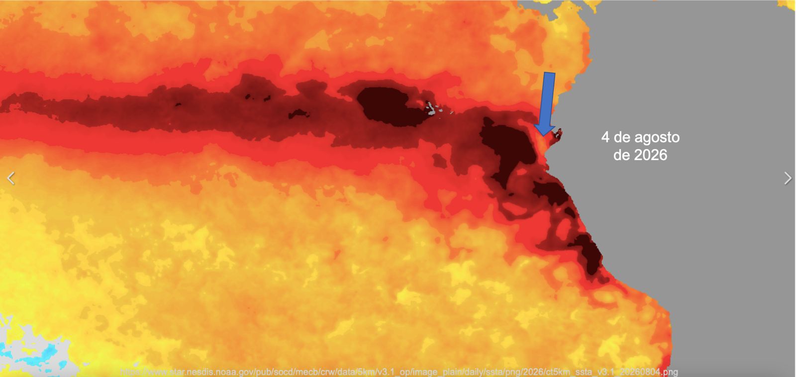 Las imágenes satelitales de la NOAA muestran una marcada acumulación de aguas cálidas frente a la costa ecuatoriana. Este tipo de información, junto con los registros de la red internacional de boyas TAO/TRITON, permite a los científicos monitorear la temperatura del océano tanto en la superficie como en profundidad y mejorar la capacidad de anticipar la evolución de El Niño. (Fuente: NOAA. Imagen facilitada por Patricio Tamariz).