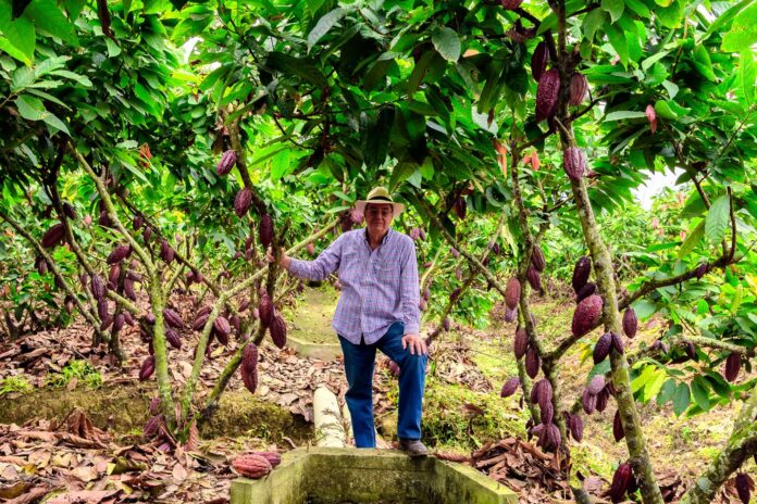 Sergio Cedeño Amador ha dedicado parte de su trayectoria profesional al cacao, experiencia que también lo ha llevado a participar como invitado en conferencias y encuentros especializados. En la imagen, durante uno de sus recorridos por una plantación cacaotera. Foto: Guillermo Hasing.