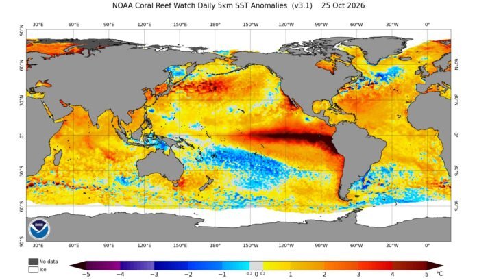 Gráficos de anomalías de la temperatura superficial del mar. Los tonos rojos y oscuros muestran dónde la superficie del mar está más caliente de lo habitual; los azules, dónde está más fría. La extensa franja cálida del Pacífico ecuatorial es una de las señales que los científicos vigilan para seguir la evolución de El Niño. El mapa no indica cuánto lloverá, pues eso depende también de las condiciones atmosféricas. Fuente: NOAA Coral Reef Watch, 25 de octubre de 2026.