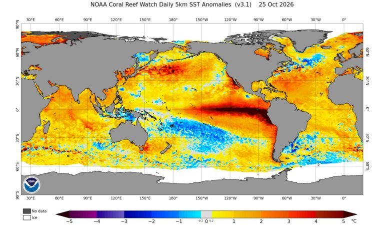 Gráficos de anomalías de la temperatura superficial del mar. Los tonos rojos y oscuros muestran dónde la superficie del mar está más caliente de lo habitual; los azules, dónde está más fría. La extensa franja cálida del Pacífico ecuatorial es una de las señales que los científicos vigilan para seguir la evolución de El Niño. El mapa no indica cuánto lloverá, pues eso depende también de las condiciones atmosféricas. Fuente: NOAA Coral Reef Watch, 25 de octubre de 2026.