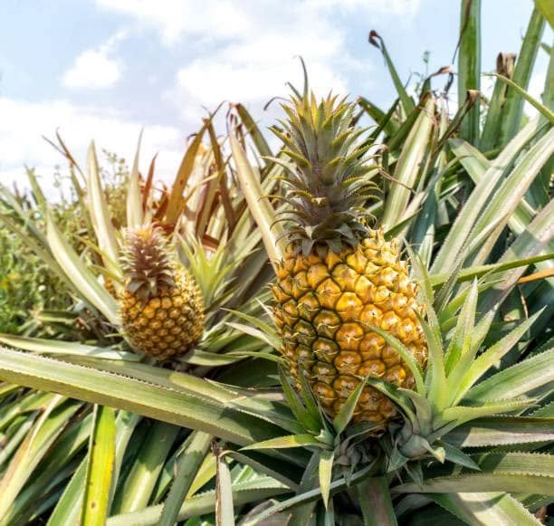 Piñas en desarrollo crecen entre las largas hojas de la planta, perteneciente a la familia de las bromeliáceas. Foto cortesía de Sergio Cedeño.